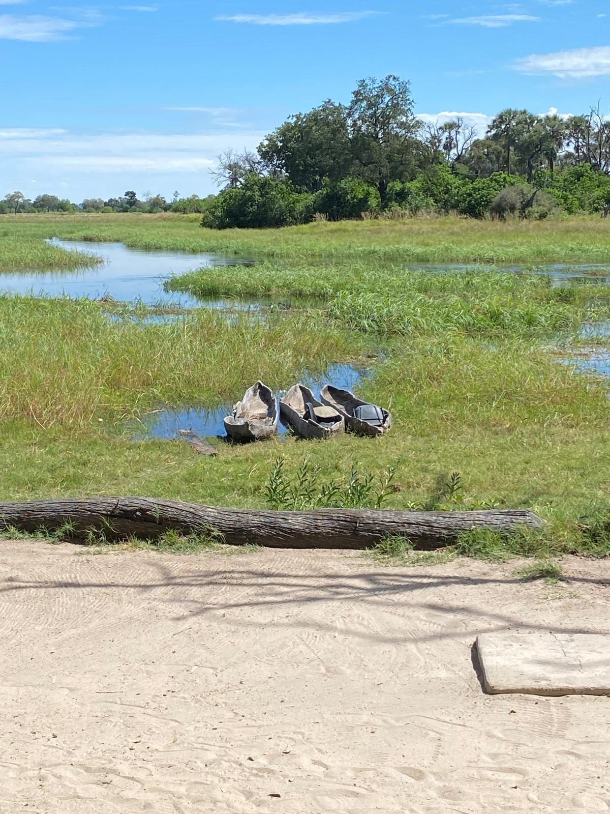 Mokoro canoes in the Okavango Delta