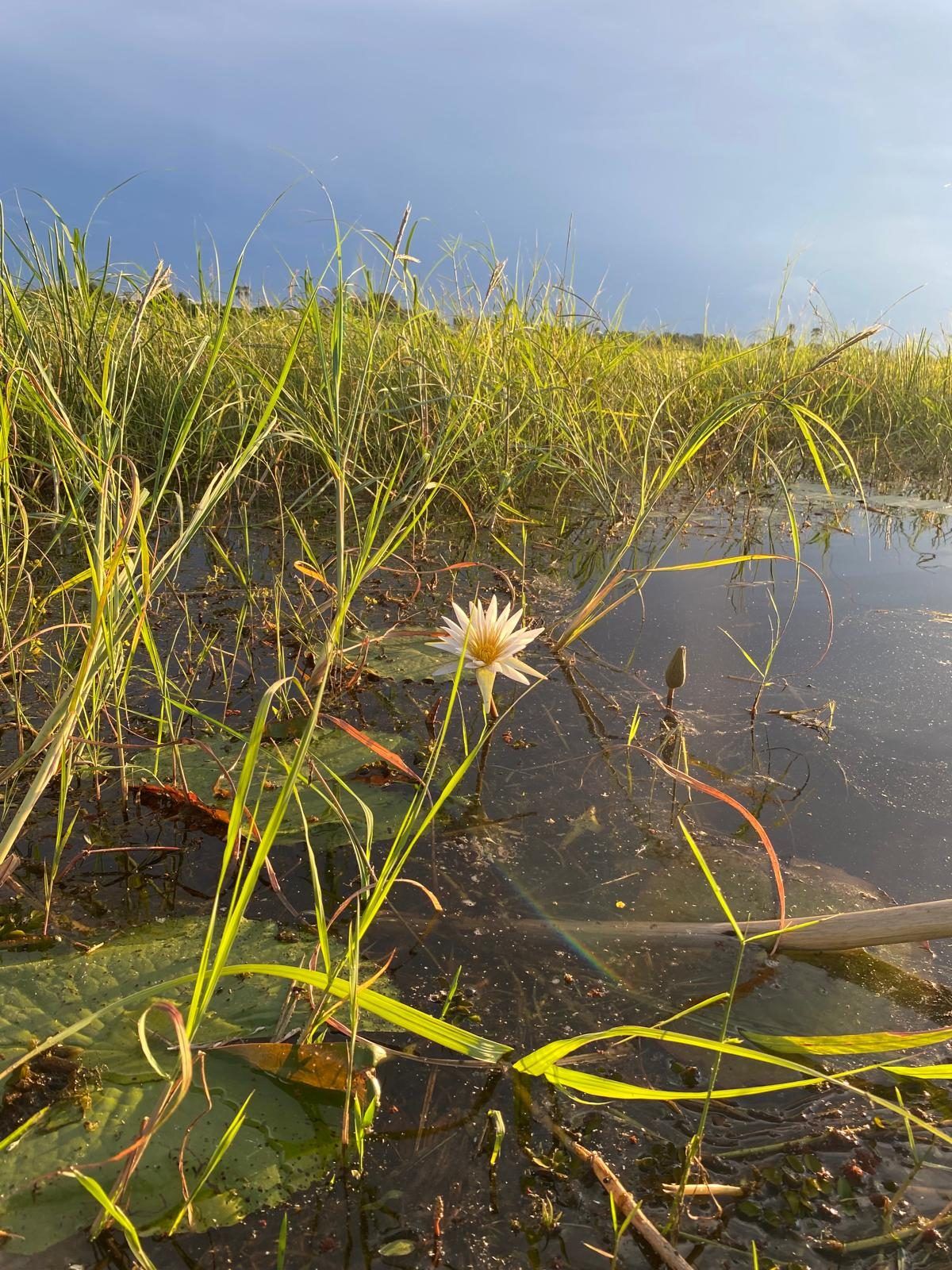 Water-level view from a mokoro in the Okavango Delta