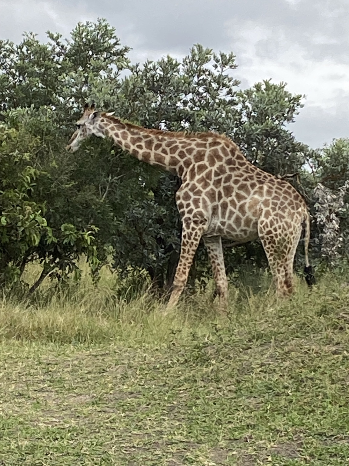 Safari wildlife at Idube
