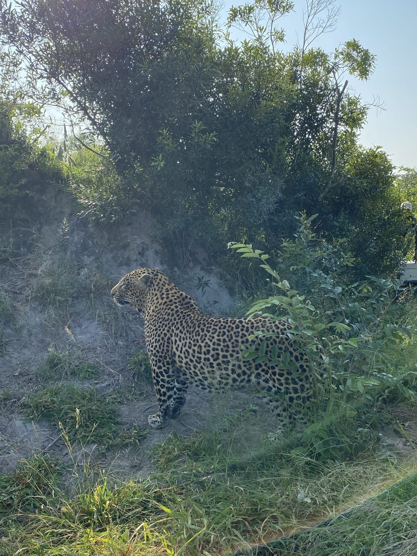 Safari wildlife at Idube