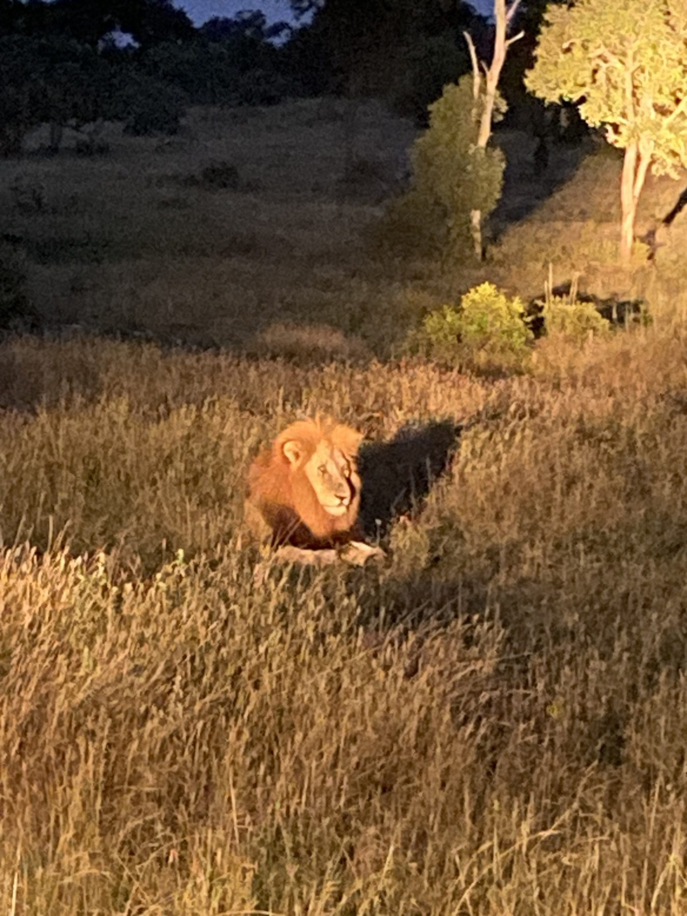 Safari wildlife at Idube