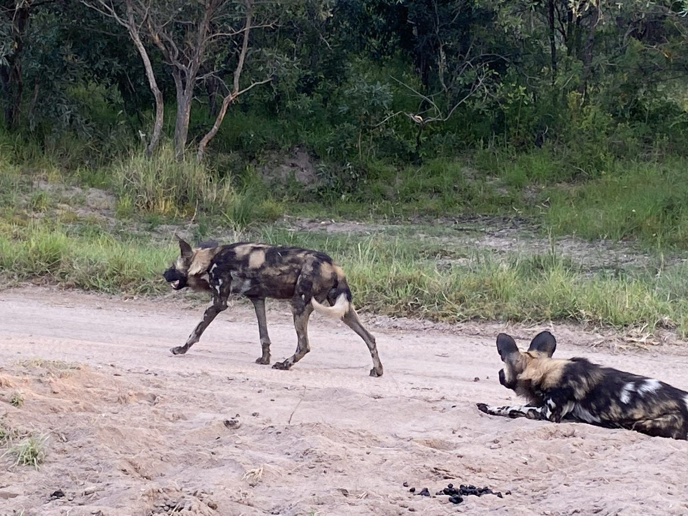 Safari wildlife at Idube